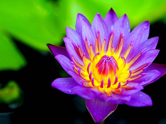 Neues Essence of Heart - Training beginnt 03.-07.11.2027